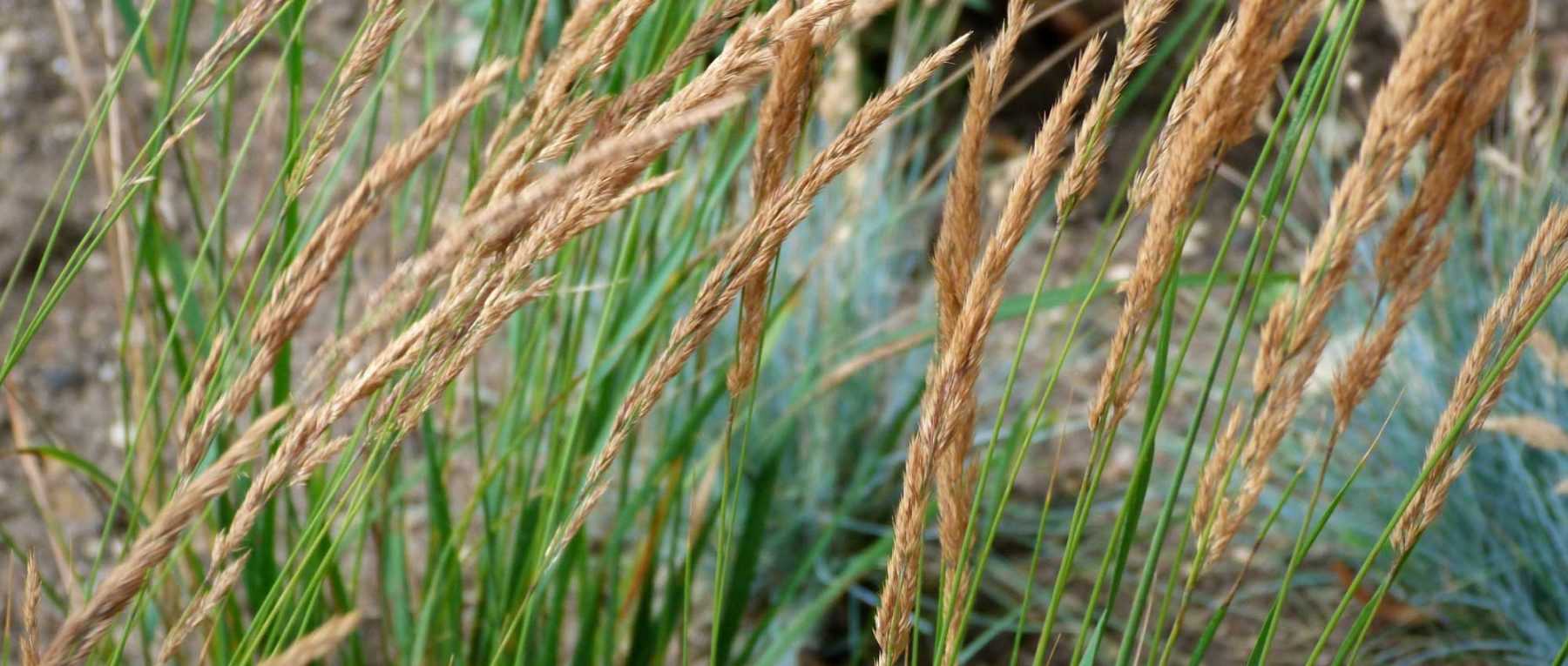 <em>Calamagrostis</em>: planting, growing and caring for