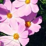 <em>Cosmos</em>: sowing and planting