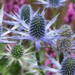 <em>Eryngium</em>, sea holly: planting, cultivation and care
