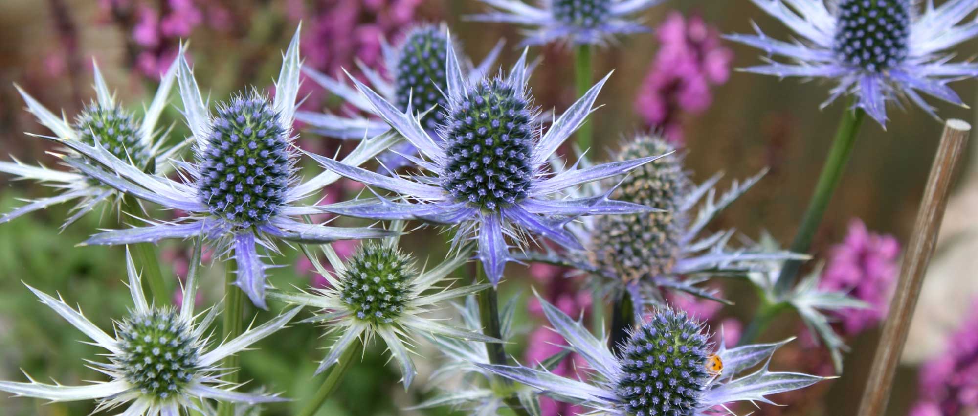 <em>Eryngium</em>, sea holly: planting, cultivation and care