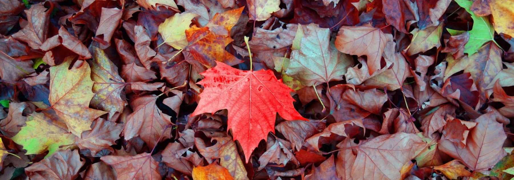 How to make good leaf mould? - tutorial