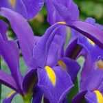 Dutch iris: to plant, to grow