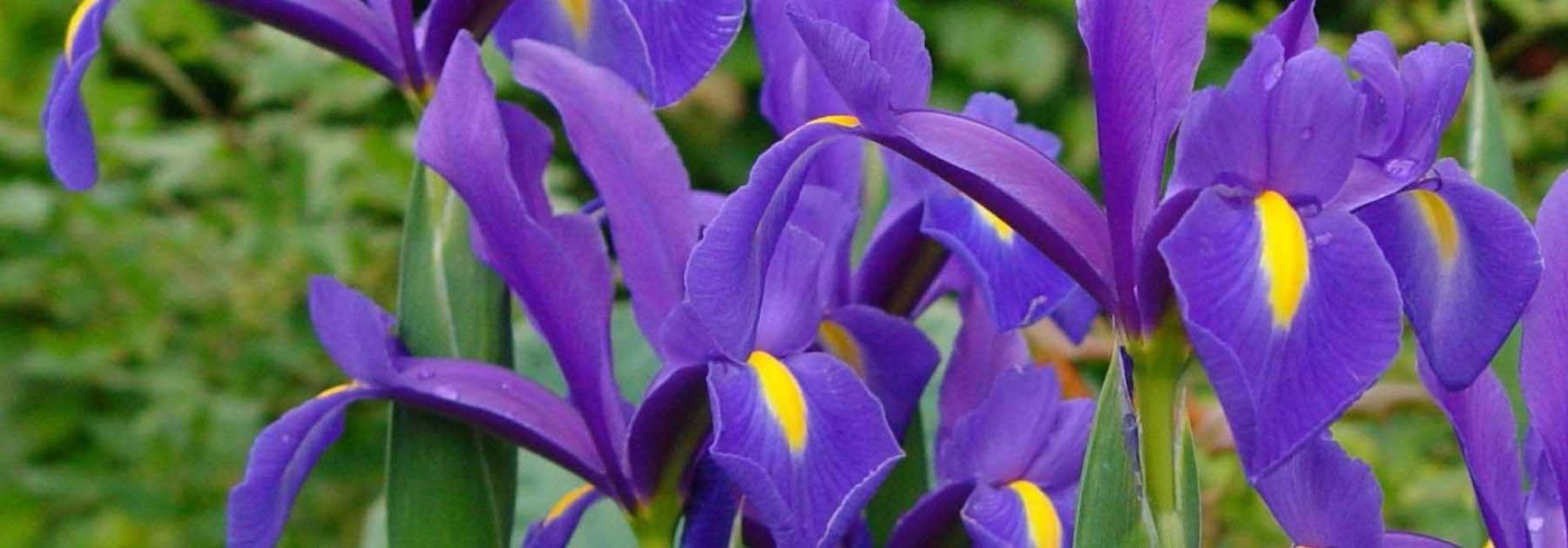 Dutch iris: to plant, to grow