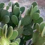 <em>Opuntia</em>, prickly pear cactus: planting, cultivation and care