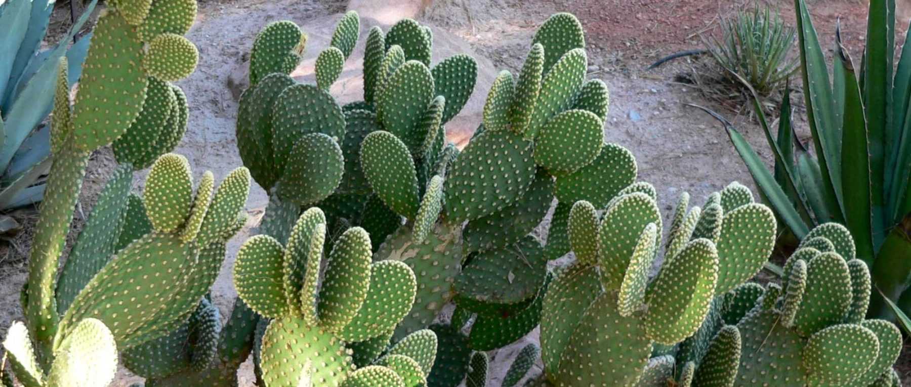 <em>Opuntia</em>, prickly pear cactus: planting, cultivation and care