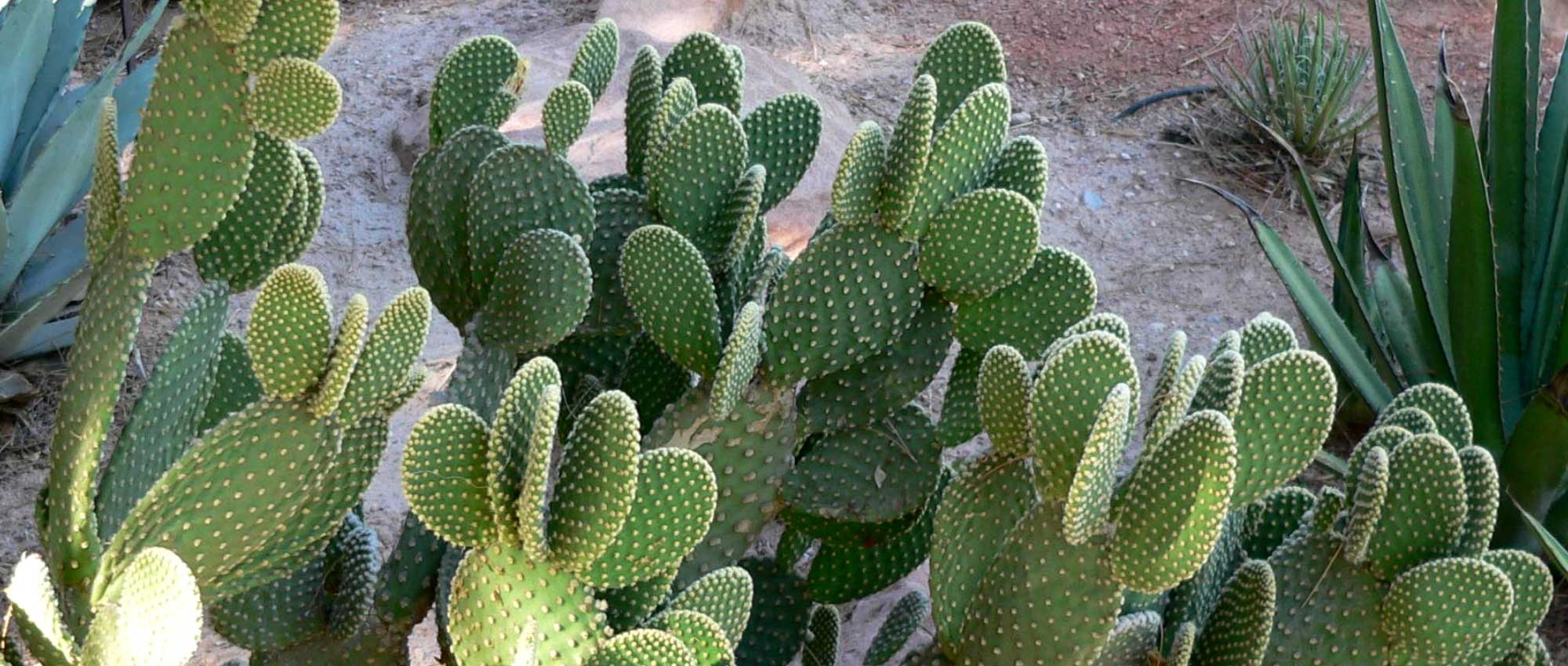 <em>Opuntia</em>, prickly pear cactus: planting, cultivation and care