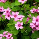 <em>Oxalis</em>: to plant, grow and care for