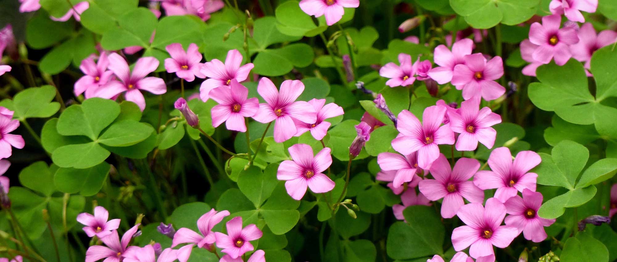 <em>Oxalis</em>: planting, growing and care
