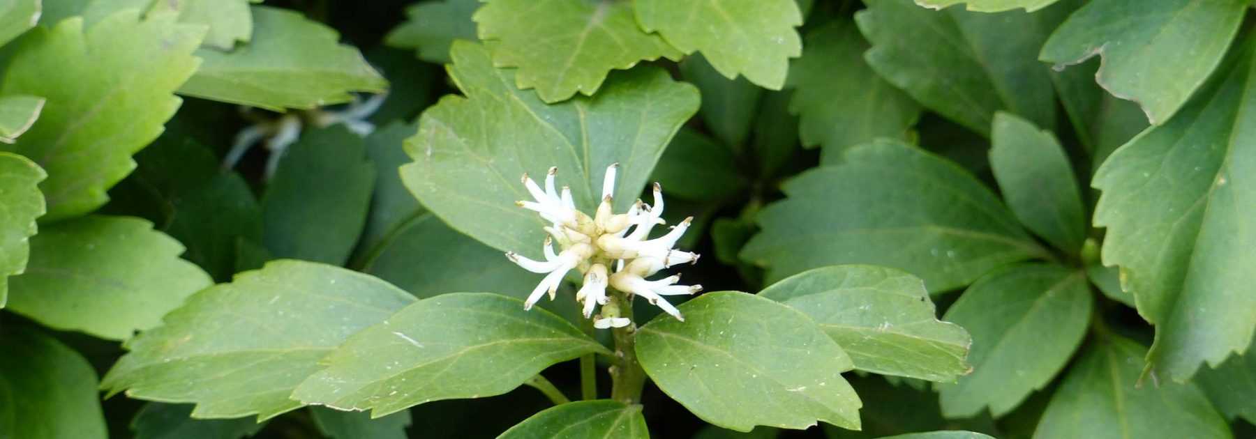 <em>Pachysandra terminalis</em>: planting, cultivation, care