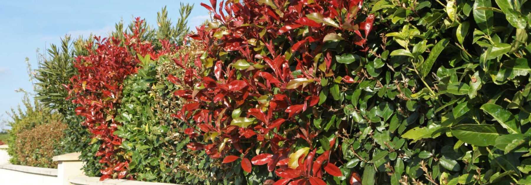 Which bushes for which types of hedges?