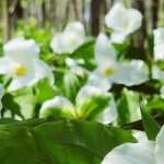 <em>Trillium</em>: planting, cultivation, care and use