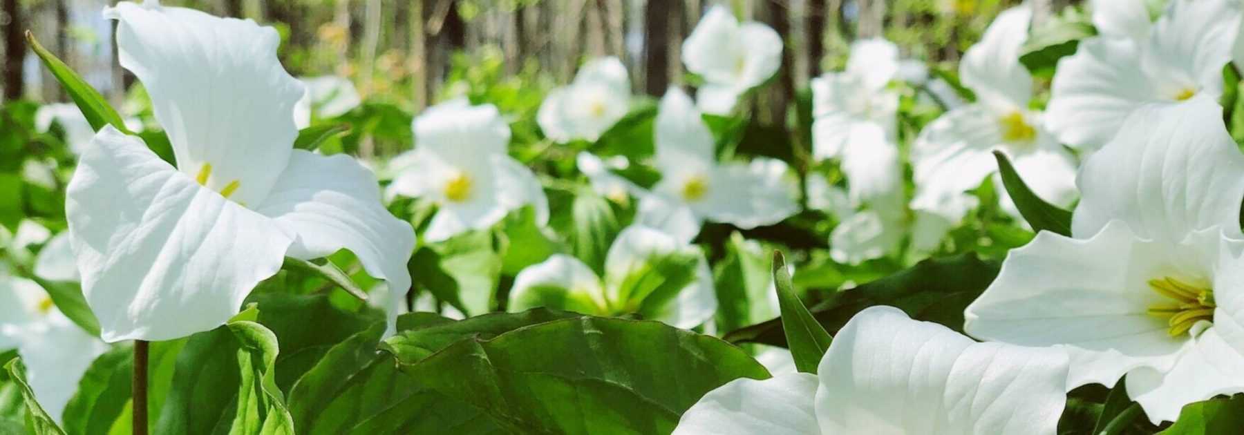<em>Trillium</em>: planting, cultivation, care and use