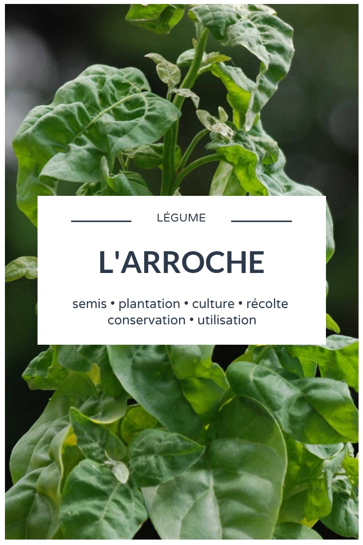 Good Morrow's Herb: Sowing, Planting, Cultivating, Harvesting Garden Orache - Vegetable Garden Tips