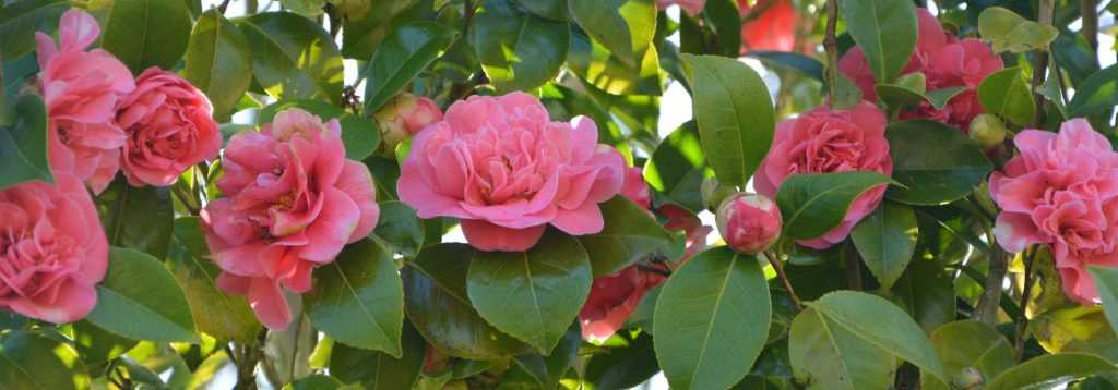 7 essential camellias