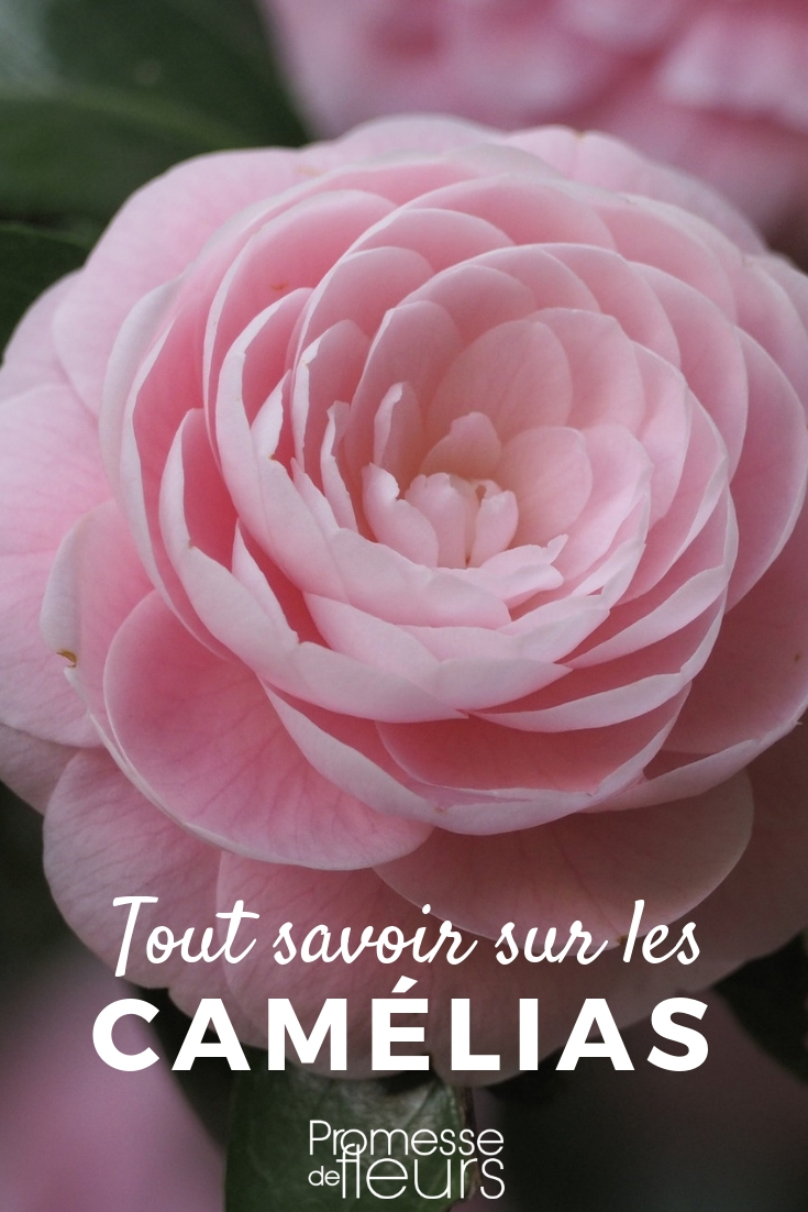 Camellias: Planting, Pruning, and Maintenance Camellia: Cultivation Tips