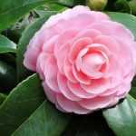How to choose your camellia? buying guide