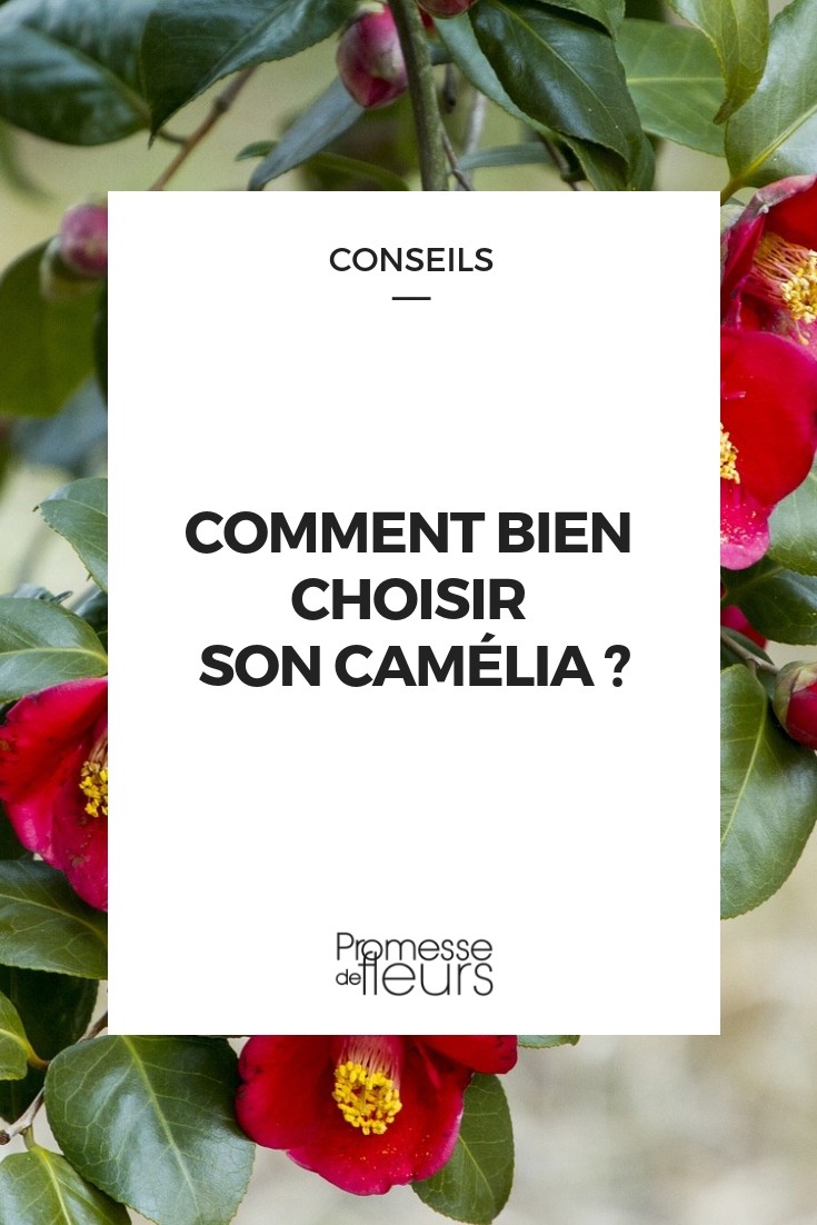 Choosing Your Camellia Choose Camellia