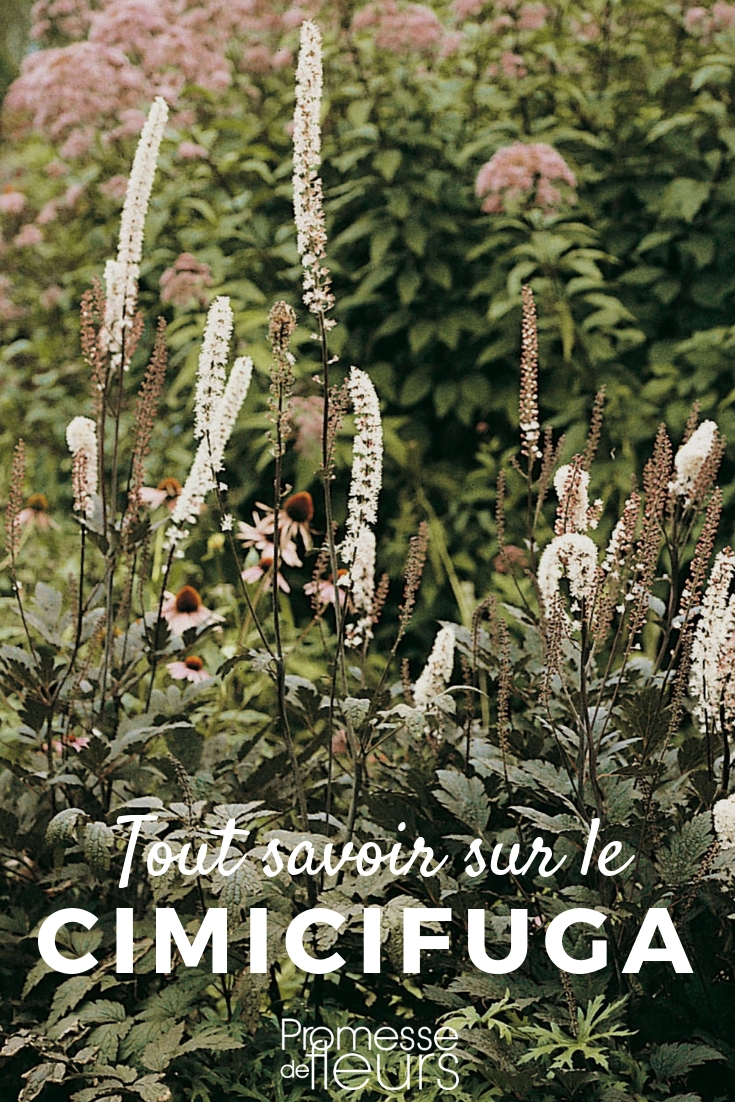 Cimicifuga: Everything You Need to Know
Cimicifuga, also known as {glossary:Actaea}, is a captivating perennial that brings elegance and a touch of the wild to any garden. This plant, with its tall, dramatic spires of white or pink flowers, is perfect for adding height and texture to shaded garden spots.
### Characteristics and Growing Conditions
Cimicifuga thrives in partial to full shade, making it an ideal choice for those challenging darker corners of the garden. It prefers moist, well-drained soil rich in organic matter. This plant is hardy, generally resisting most pests and diseases, which makes it a low-maintenance option for busy gardeners.
### Planting and Care
Plant Cimicifuga in early spring or autumn. Space the plants about 60 cm apart to allow for their spread and optimal air circulation. Water regularly to keep the soil consistently moist, especially during dry spells. A layer of mulch can help retain soil moisture and keep the roots cool.
### Uses in the Garden
Cimicifuga is excellent for woodland gardens, shaded borders, or as a backdrop for lower-growing shade-loving plants. Its vertical lines and feathery foliage contrast beautifully with the rounded forms of hostas and ferns.
### Conclusion
With its stately appearance and ease of care, Cimicifuga is a superb addition to any shade garden. Its towering blooms not only add visual interest but also attract pollinators, enhancing the biodiversity of your garden space. Actaea