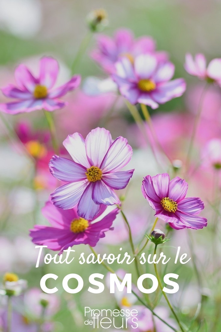 Cosmos: Everything You Need to Know

Cosmos are among the most popular flowers in many gardens due to their vibrant colours and ease of care. In this article, we'll delve into everything you need to know about growing and caring for these delightful blooms.

### Introduction to Cosmos

Cosmos are annual plants known for their simple, daisy-like flowers that come in shades of pink, white, red, and orange. They belong to the genus Cosmos, with the most commonly grown species being Cosmos bipinnatus and Cosmos sulphureus.

### Planting Cosmos

Cosmos seeds can be sown directly into the garden after the last frost, or started indoors about 4-6 weeks before the last frost date. They prefer well-drained soil and a sunny spot. Scatter the seeds lightly and cover them with a thin layer of soil. Water gently and keep the soil moist until germination, which usually takes about 7-10 days.

### Caring for Cosmos

Once established, cosmos are relatively low-maintenance. They thrive in full sun and can tolerate moderate drought. Regular deadheading will encourage continuous blooming throughout the summer and into autumn. Although they are not heavy feeders, an occasional boost with a balanced fertilizer can help promote fuller blooms.

### Common Pests and Problems

Cosmos are generally hardy but can occasionally be affected by aphids and powdery mildew. Aphids can be managed by spraying water or applying insecticidal soap. To prevent powdery mildew, ensure good air circulation around the plants and avoid overhead watering.

### Uses in the Garden

Cosmos are perfect for adding a splash of colour to borders and beds. They also make excellent cut flowers due to their long stems and vibrant colours. Additionally, their ability to attract pollinators like bees and butterflies makes them a great choice for wildlife gardens.

### Conclusion

Cosmos are a wonderful addition to any garden, offering beauty and ease of care. Whether you are a novice gardener or an experienced horticulturist, these flowers can bring joy and colour to your outdoor space. Happy gardening!

For more gardening tips and tricks, keep following our blog on [promessedefleurs.com](https://www.promessedefleurs.com).