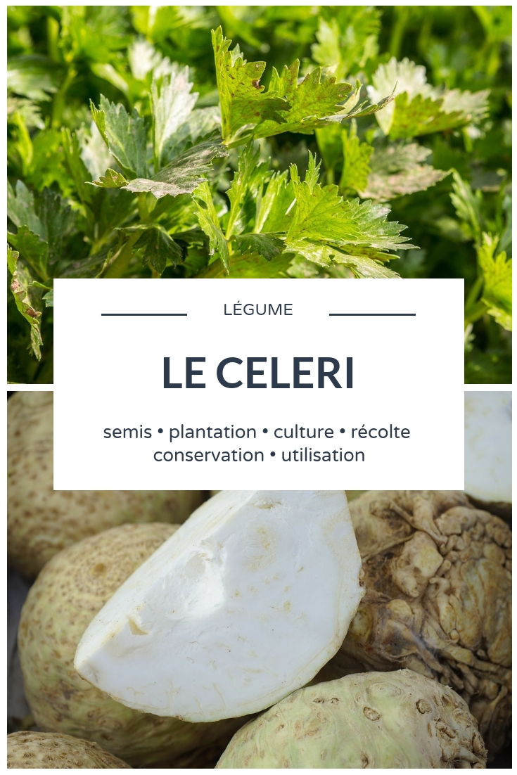 Celery: Sowing, Planting, Cultivating, Harvesting Growing Celery in the Vegetable Garden