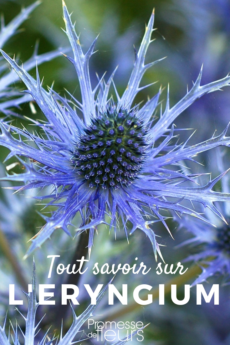 Eryngium or Sea Holly: Everything You Need to Know