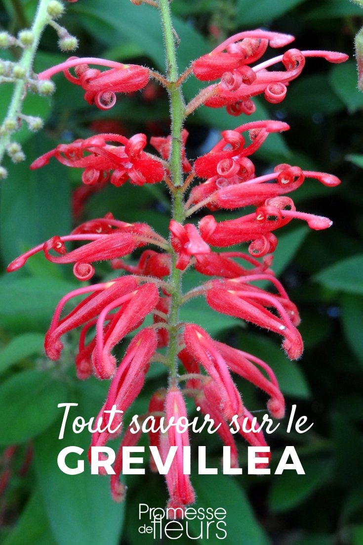 Grevillea - Planting, Pruning, Maintaining Grevillea: Planting, Pruning, and Maintenance