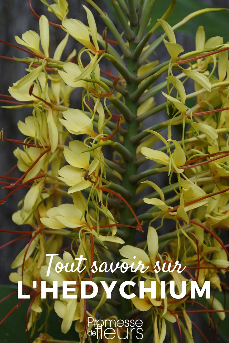 Hedychium: Planting, Cultivation, and Maintenance Hedychium - Cultivation Tips
