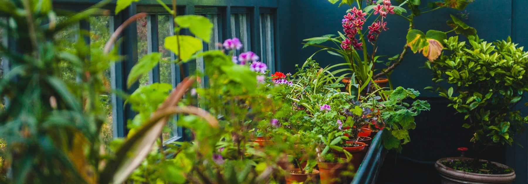 Overwintering potted plants to protect them from the cold