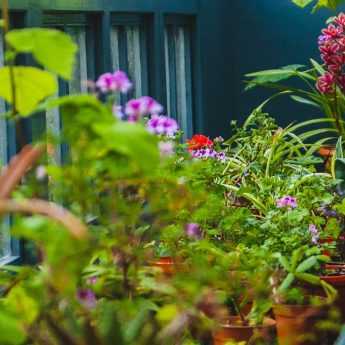 Overwintering potted plants to protect them from the cold