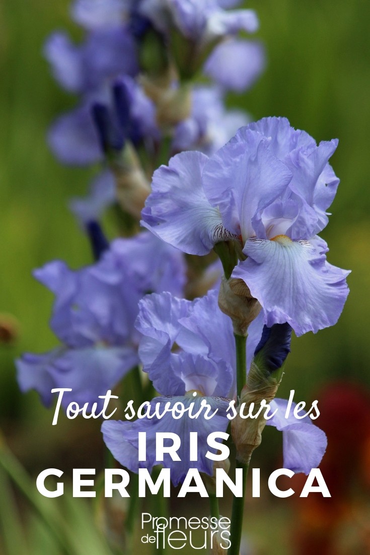 Iris Germanica: Everything You Need to Know
The Iris Germanica, commonly known as the Bearded Iris, is a perennial favourite among gardeners due to its striking appearance and relatively low maintenance requirements. In this article, we'll delve into everything you need to know about cultivating and caring for this beautiful plant.
### Planting Iris Germanica
The best time to plant Bearded Iris is during late summer to early autumn. This allows the plant to establish its roots before the cold season. Choose a spot in your garden that receives full sun, as Iris Germanica thrives in bright light. The soil should be well-draining as these irises do not like 'wet feet'.
### Caring for Your Iris
Watering should be moderate; the Bearded Iris does not require a lot of water once established, except during prolonged dry spells. Fertilise in early spring with a low-nitrogen fertilizer to encourage blooms but avoid over-fertilising, which can lead to fewer flowers.
### Common Issues
Watch out for common pests like iris borers and treat any fungal infections such as leaf spot promptly. Good garden hygiene and proper spacing of the plants can help prevent these issues.
### Dividing Iris Germanica
Every three to five years, it's advisable to divide your iris clumps to prevent overcrowding and to rejuvenate the plant. This is best done after flowering, in late summer. Carefully lift the clumps, divide them ensuring each section has one or more leaf fans, and replant immediately.
### Conclusion
With its majestic flowers and sword-like foliage, the Iris Germanica is a standout in any garden. By following these simple care guidelines, you can enjoy its vibrant blooms year after year. Whether you're a seasoned gardener or a beginner, the Bearded Iris is a rewarding addition to any outdoor space. Garden Iris: Everything You Need to Know