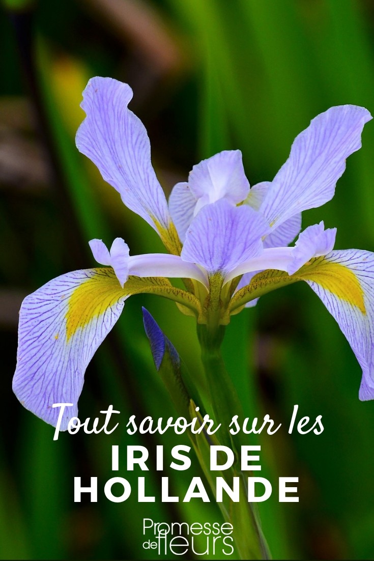 Everything You Need to Know About Dutch Iris
Dutch Iris, scientifically known as Iris x hollandica, is a popular choice among gardeners for its striking beauty and ease of care. Originating from the hybridization of species from the Iris genus, these plants are particularly noted for their vibrant blooms and elegant stature.
### Characteristics of Dutch Iris
Dutch Iris typically features slender, graceful stems and blooms in a variety of colours including blues, purples, whites, and yellows. The flowers have a characteristic shape, with six lobes: three upright petals (standards) and three hanging petals (falls), often with a splash of contrasting colour.
### Planting and Care
1. **Soil and Location**: Dutch Iris thrives in well-drained soil and prefers a sunny location, although it can tolerate partial shade.
2. **Planting Time**: The best time to plant Dutch Iris bulbs is in autumn, allowing them to establish roots before the winter.
3. **Watering**: Regular watering is crucial during the growing season, especially in dry spells. However, it's important to avoid waterlogging.
4. **Fertilisation**: A balanced fertiliser applied in early spring can promote vigorous growth and vibrant blooms.
5. **Aftercare**: After blooming, allow the foliage to die back naturally. This helps the plant to store energy for the next growing season. Once the foliage has yellowed, it can be cut back.
### Common Uses
Dutch Iris is not only a garden favourite but also a popular choice for cut flowers due to their long, sturdy stems and striking appearance. They are ideal for creating elegant floral arrangements and bouquets.
### Propagation
Propagating Dutch Iris can be done by dividing the bulbs every few years in late summer, once the flowering has finished and the foliage has died back. This helps to prevent overcrowding and promotes healthy growth.
### Pests and Diseases
Dutch Iris is relatively resistant to pests and diseases. However, they can occasionally be affected by iris borer, root rot, and mildew. Maintaining proper care and monitoring will help keep these issues at bay.
In conclusion, Dutch Iris is a delightful addition to any garden, offering a splash of colour with minimal maintenance. Whether planted in borders, containers, or used in floral displays, they are sure to bring joy with their elegant blooms. Iris hollandica: Everything You Need to Know
The Iris hollandica, commonly known as the Dutch Iris, is a beloved flower among gardeners and floral enthusiasts alike. Originating from the Netherlands, this iris variety is celebrated for its vibrant colours and elegant form, making it a popular choice for both garden beds and cut flower arrangements.
**Growing Conditions and Care**
Dutch Irises thrive in well-drained soil and prefer a position that receives full sun to partial shade. Planting should occur in autumn, allowing the bulbs to establish themselves before the winter. It's crucial to ensure that the soil is not too wet, as this can lead to bulb rot.
When planting, place the bulbs approximately 4 inches deep and about 3 inches apart. This spacing allows each plant enough room to grow and flourish without overcrowding. For optimal growth, you can incorporate a balanced fertilizer into the soil at planting time and again in the spring when the shoots begin to emerge.
**Flowering and Maintenance**
The Dutch Iris typically blooms in late spring to early summer, offering a spectacular display of colour when many other plants are just beginning to grow. The flowers come in a range of hues including blues, purples, yellows, and whites, each with striking yellow or orange markings on the falls.
To maintain the health and beauty of your iris, remove the flower heads after blooming to prevent seed formation, which can divert energy from the bulb. After flowering, allow the leaves to remain in place until they have yellowed and died back naturally. This process helps the plant to photosynthesize and gather energy for the next growing season.
**Common Issues**
While generally robust, Dutch Irises can be susceptible to common bulb diseases such as bulb rot if conditions are too damp. Additionally, pests like slugs and snails may pose a threat to the leaves and flowers. Regular monitoring and appropriate interventions can help keep these issues at bay.
**Landscape Uses**
Dutch Irises are exceptionally versatile in landscape design. They can be planted in borders, cutting gardens, or container gardens. Their tall, slender stems also make them ideal for formal planting arrangements or as a backdrop for lower-growing plants.
In conclusion, the Iris hollandica is a stunning and relatively easy-to-care-for addition to any garden. With proper planting and maintenance, these irises can provide a delightful splash of colour and elegance to your outdoor spaces each year.