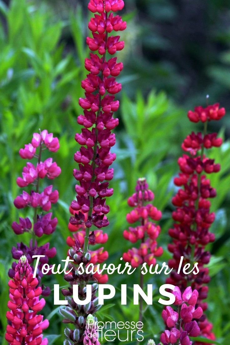 Lupinus