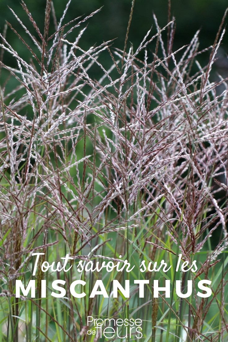Everything You Need to Know About Miscanthus
Miscanthus, commonly known as silvergrass, is a genus of African, Eurasian, and Pacific Island plants in the grass family. These perennial plants are highly valued in ornamental gardening and landscaping due to their elegant form, attractive foliage, and the striking plumes they produce in late summer and autumn.
### Why Grow Miscanthus?
1. **Visual Appeal**: Miscanthus varieties offer a range of heights, leaf colors, and textures. Their feathery plumes catch the light beautifully, making them a focal point in any garden.
2. **Versatility**: Suitable for borders, screens, or as standalone specimens, miscanthus can adapt to various garden styles, from formal to naturalistic.
3. **Low Maintenance**: Once established, miscanthus is drought-tolerant and generally requires little care beyond occasional trimming.
4. **Wildlife Friendly**: The dense foliage provides shelter for wildlife, while the seeds attract birds during the winter months.
### Popular Varieties of Miscanthus
- **Miscanthus sinensis 'Gracillimus'**: Known for its narrow leaves and graceful, arching form. It reaches up to 6 feet in height and adds a delicate texture to garden compositions.
- **Miscanthus sinensis 'Zebrinus'**: This variety stands out with its horizontally banded green and yellow leaves. It's an excellent choice for adding a splash of color and pattern to the garden.
- **Miscanthus sinensis 'Morning Light'**: Compact and elegant, this miscanthus has fine, variegated foliage that shimmers silver in the sunlight. It's perfect for smaller spaces or as part of a mixed border.
### Planting and Care
- **Location**: Choose a sunny spot with well-draining soil. Miscanthus can tolerate partial shade, but full sun encourages optimal growth and plume production.
- **Soil**: Although adaptable, miscanthus prefers fertile, moist soil. Amend poor soils with compost to improve fertility and drainage.
- **Watering**: Water regularly after planting until the plants are established. Mature miscanthus is quite drought-tolerant, but occasional watering during prolonged dry spells will keep it looking its best.
- **Feeding**: Apply a balanced fertilizer in early spring to support vigorous growth.
- **Pruning**: Cut back the foliage to a few inches above the ground in late winter before new growth starts. This helps maintain a tidy appearance and promotes healthy, vigorous shoots.
### Conclusion
Miscanthus is a versatile and attractive choice for any garden, offering year-round interest and minimal maintenance requirements. Whether you're looking to create a soft border, a dynamic focal point, or a naturalistic backdrop, miscanthus fits the bill perfectly. Explore the different varieties and find the perfect match for your garden aesthetic and conditions. eulalie