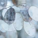 Honesty, <em>Lunaria</em>: sowing, planting, cultivation