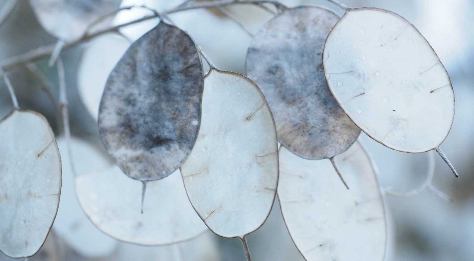Honesty, <em>Lunaria</em>: sowing, planting, cultivation
