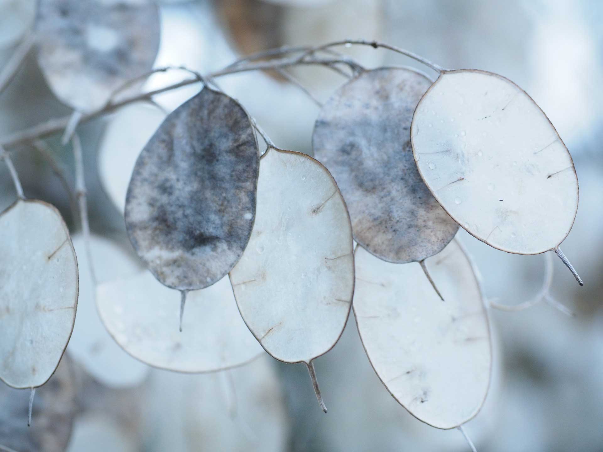 Honesty, <em>Lunaria</em>: sowing, planting, cultivation