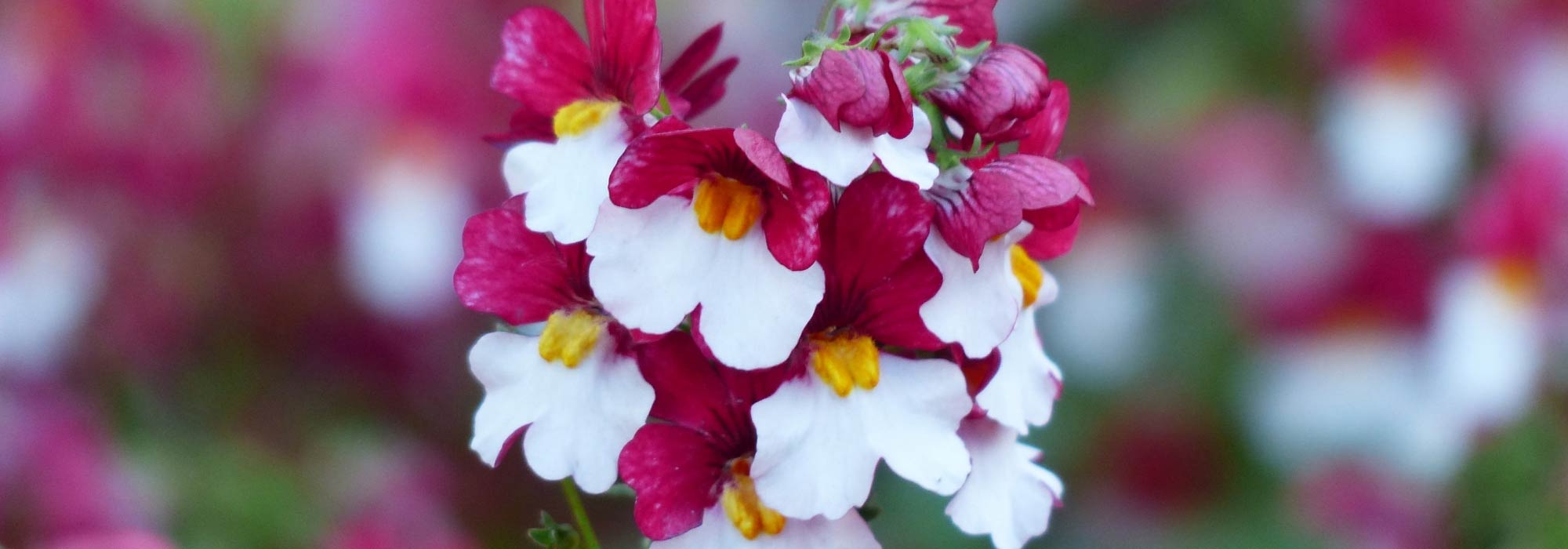 <em>Nemesia</em>: planting, cultivation and care