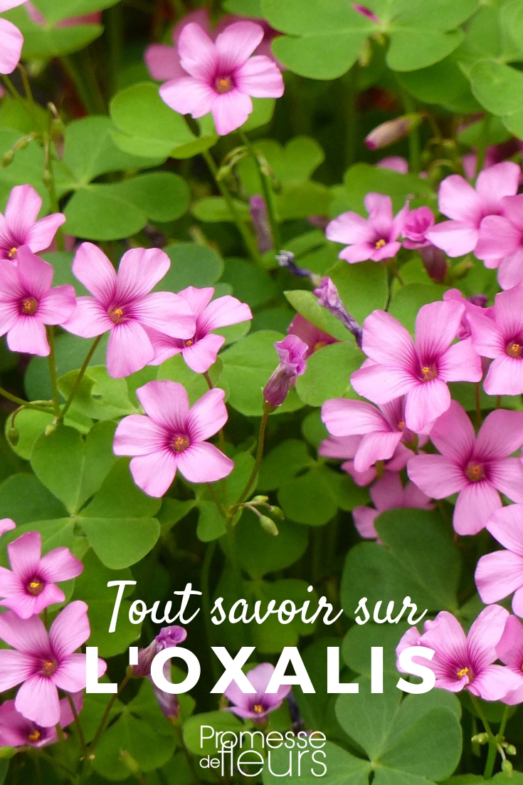 Oxalis - Planting and Cultivating Young Plants Oxalis: Everything You Need to Know for Successful Cultivation in the Garden