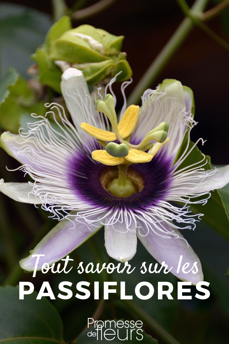 Passion Flower - Planting, Pruning, Maintaining Passion Flower, the Flower of Passion