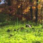What is soil pH?