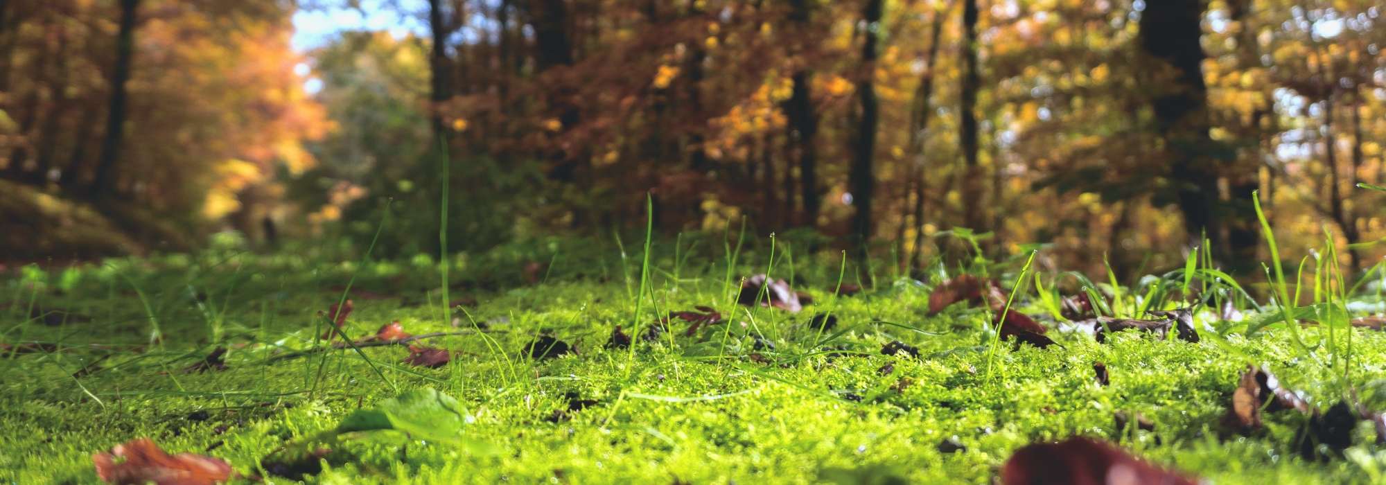 What is soil pH?