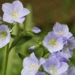 <em>Polemonium</em>: to plant, to grow, to care for