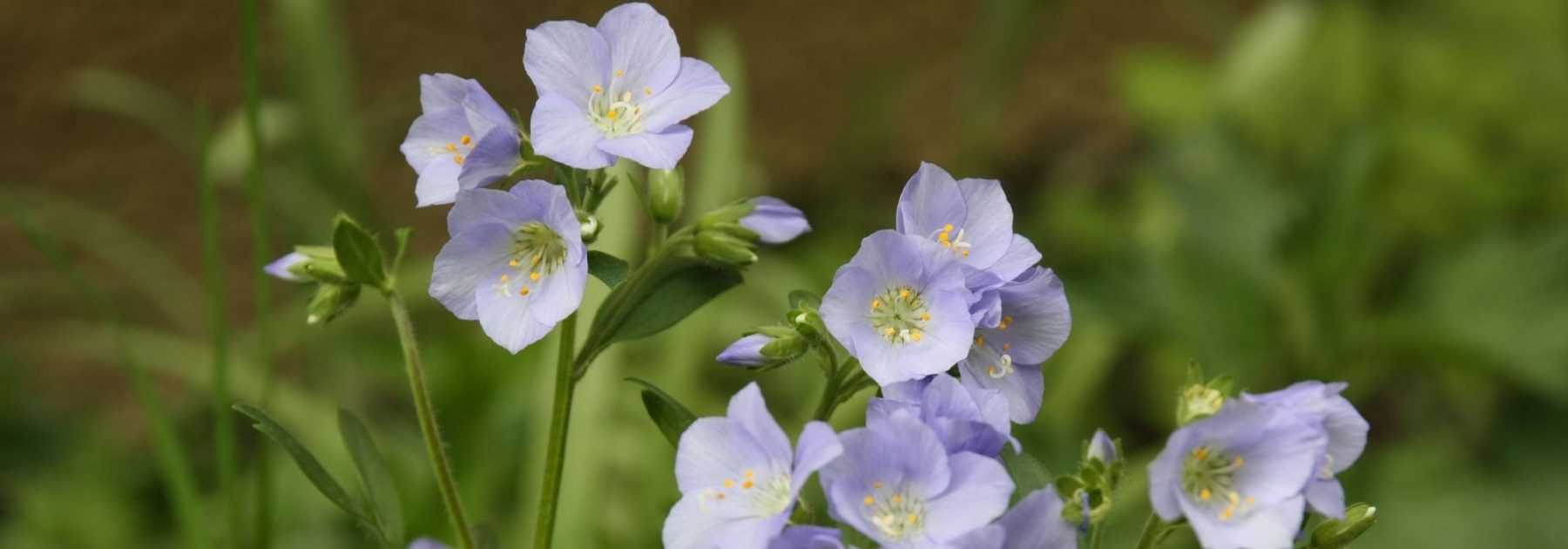 <em>Polemonium</em>: to plant, to grow, to care for