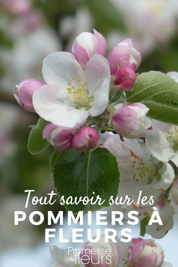 Apple Trees with Flowers: Everything You Need to Know
Apple trees adorned with flowers are not only a delightful sight but also an essential part of the lifecycle of these fruit-bearing trees. In this article, we'll explore everything you need to know about flowering apple trees, from the basics of their bloom to how you can care for them to ensure a bountiful harvest.
### Understanding Flowering in Apple Trees
Flowering is a critical phase in the life of an apple tree. It typically occurs in spring, when the weather starts to warm up after the winter chill. The flowers of apple trees are not only beautiful but are also vital for pollination. Without flowers, there would be no apples.
### Types of Apple Tree Flowers
Apple trees produce flowers that vary slightly in color and form, depending on the variety. Most common are the white and pink blossoms, which not only add aesthetic value to your garden but also attract pollinators such as bees.
### Caring for Flowering Apple Trees
To ensure your flowering apple trees are healthy and productive, consider the following tips:
- **Pruning:** Regular pruning helps to maintain the shape of the tree and encourages the growth of flowers.
- **Watering:** Apple trees need a consistent amount of water, especially during the flowering and fruit-setting stages.
- **Fertilizing:** Use a balanced fertilizer to provide essential nutrients that support flower and fruit development.
- **Pest Control:** Keep an eye out for pests that could damage the flowers and use environmentally friendly methods to control them.
### Conclusion
Flowering apple trees are a joy to behold and with the right care, they can also be a fruitful addition to your garden. By understanding the needs of these trees during their flowering stage, you can enjoy both their stunning blooms and their delicious fruits.
For more gardening tips and advice, keep following our blog. Happy gardening! crab apple