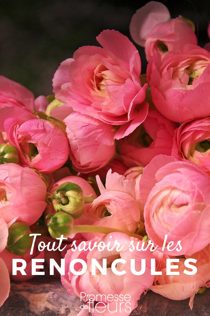 Ranunculus: Everything You Need to Know Ranunculus asiaticus