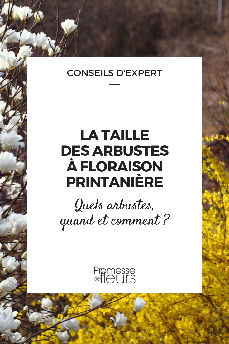 Pruning Spring-Flowering Bushes - When and How