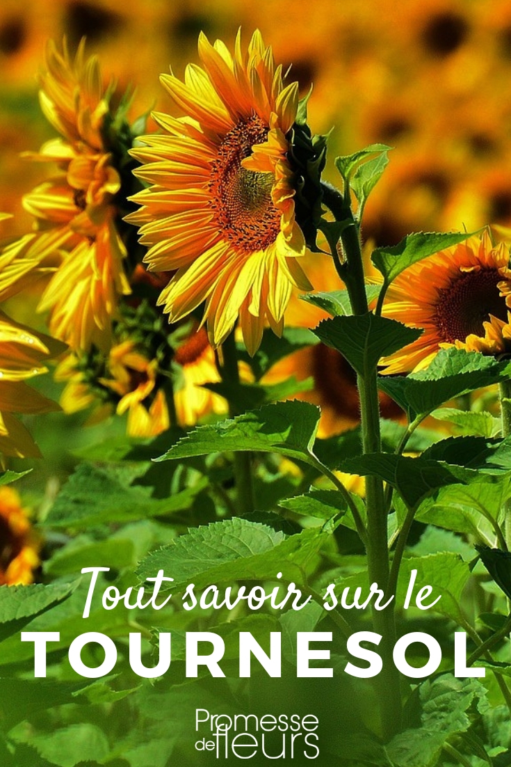 Sunflowers: Everything You Need to Know
Sunflowers, with their bright faces and tall stems, are not only a joy to behold but also bring a multitude of benefits to your garden. Here's everything you need to know about growing these glorious blooms.
### Choosing the Right Spot
Sunflowers thrive in locations that receive full sunlight. They are remarkably resilient, but they do require at least 6 to 8 hours of direct sunlight per day. The soil should be well-draining and not too rich, as overly fertile soil can cause the stems to weaken.
### Planting
The best time to plant sunflower seeds is directly into the soil after the last frost has passed. Sow the seeds about an inch deep and about 6 inches apart. Once the seedlings develop, thin them out to about 2 feet apart to give each plant enough space to mature.
### Watering and Care
Sunflowers are drought-tolerant but will benefit from regular watering during prolonged dry spells. Water deeply once a week to encourage deep root growth. Avoid waterlogging the soil as this can lead to root rot.
### Supporting
Taller varieties, especially those that grow over 6 feet, might need support to help them stand tall. Use stakes or garden ties to secure them without damaging the stem.
### Pests and Problems
Sunflowers are relatively hardy; however, they can attract birds and squirrels, which enjoy the seeds. Use netting to protect the heads if you notice animals are eating the seeds. Be on the lookout for common garden pests like aphids and caterpillars.
### Harvesting
Sunflower heads can be harvested once the back of the head turns brown. Cut the stem about 6 inches below the head. You can hang them to dry in a place that is airy and free from moisture and direct sunlight.
### Uses
Sunflowers are not just decorative; their seeds are edible and rich in nutrients. The oil extracted from sunflower seeds is also widely used in cooking.
Growing sunflowers is a rewarding experience that enhances the beauty of your garden and provides resources for healthy living. Whether you are a novice or an experienced gardener, these majestic plants are sure to make a delightful addition to your outdoor space. annual sunflower