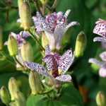 <em>Tricyrtis</em>, toad lily: planting, cultivation and care
