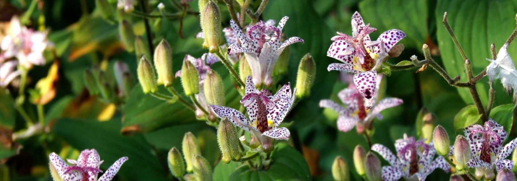 <em>Tricyrtis</em>, toad lily: planting, cultivation and care