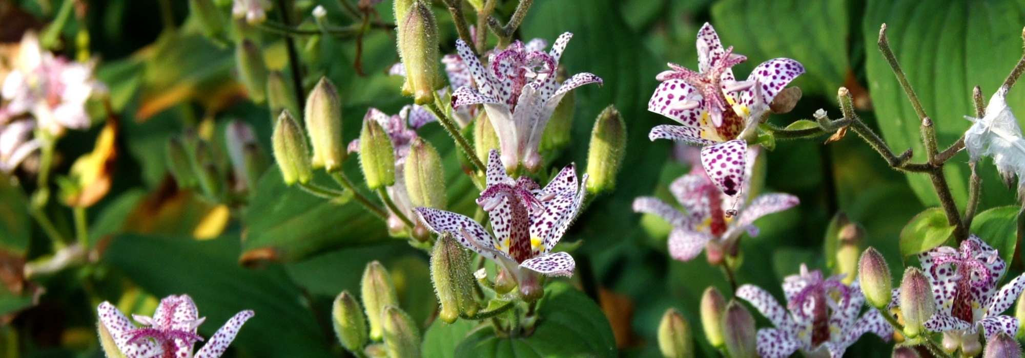 <em>Tricyrtis</em>, toad lily: planting, cultivation, care